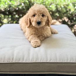 Tucker - Cream male Goldendoodle puppy in Goldsboro, North Carolina from The Grantham House