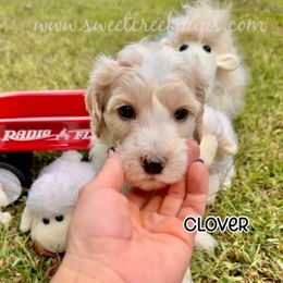 Clover - Fawn and white male Sheepadoodle puppy in Cambridge, Ohio from Sweet Creek Pups