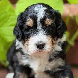 Aegean - Tri-color female Bernedoodle puppy in Russellville, Arkansas from Crossgate Doodles
