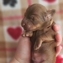 Gompers - Chocolate and tan male Dachshund puppy in Loganville, Georgia from Royal Dackel Haus