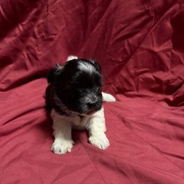 Momo - Black and white female Coton de Tulear puppy in Boise, Idaho from Avana Cotons