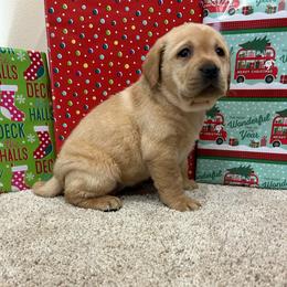 Blue - Yellow female Labrador Retriever puppy in Iowa City, Iowa from Country Road Acres