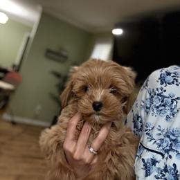 Teal girl - Apricot female Goldendoodle puppy in Dupont, Washington from Willow Tree Doodles