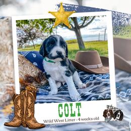 Colt - Black and white male English Springer Spaniel puppy in Albany, Minnesota from Farm Fresh Labradors & English Springers