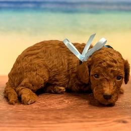 Squidward (Light Blue Collar Male) - Red  male Goldendoodle puppy in Santa Clara, Utah from Desert Dawn Doodles
