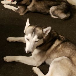 Siberian Huskies from M.B.A Farms