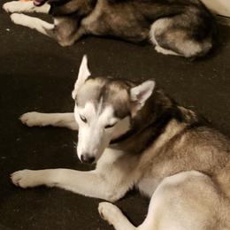 Siberian Huskies from M.B.A Farms
