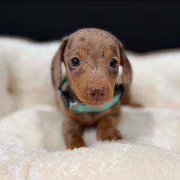 Cinnamon - Dapple female Dachshund puppy in Bradenton, Florida from Winsor Family Dachshunds