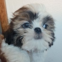 Janine - Red and white female Shih Tzu puppy in Victorville, California from RUMBLE n TUMBLE