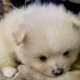 Pomeranian Puppies from Cherokee Pomeranians