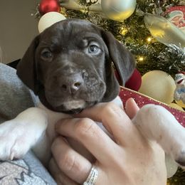 Jinks - Orange Collar - Liver and white male German Shorthaired Pointer puppy in Conroe, Texas from Tipsy Rabbit GSP TopDog Kennel