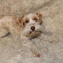 Kimora - Miniature Schnauzer