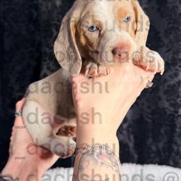 Coby - Piebald male Dachshund puppy in Tracy, California from JnA Dachshunds