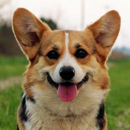 Pembroke Welsh Corgis from Quirky Corgis
