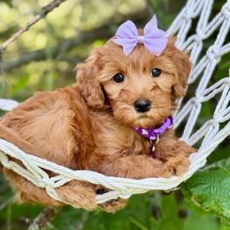 Purple - Red  female Goldendoodle puppy in Hesperia, Michigan from Red Acres Poodles & Doodles