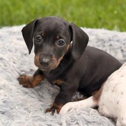 Girl 3 - Black and tan female Dachshund puppy in Hollidaysburg, Pennsylvania from Weenie Bros