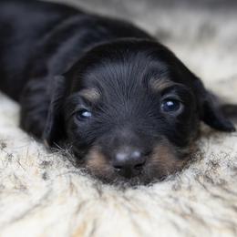 Melody - Black and cream female Dachshund puppy in Barnesville, Pennsylvania from Dachsy