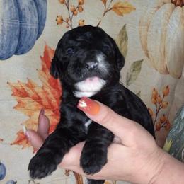 Ember - Black female Sheepadoodle puppy in Austin, Texas from Darling Doodles