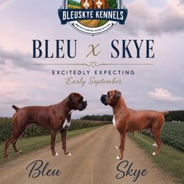 Boxer puppies from BleuSkye Kennels