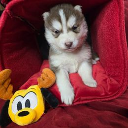 Nicholas - Red and white male Siberian Husky puppy in Kansas City, Missouri from Anuun's Huskies