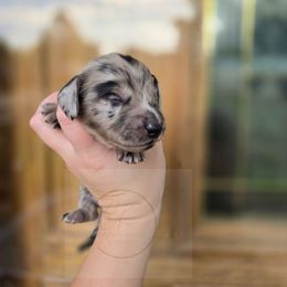 Boy1 - Dapple male Dachshund puppy in Atlanta, Texas from Circle K Doxies & Aussies