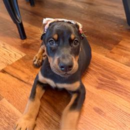 Dark pink collar Girl - Black and rust female Doberman Pinscher puppy in Madison, Indiana from Jensen Dobermans and Dachshunds