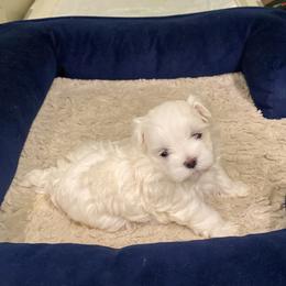 Maltese Puppies from Unicorn tiny Maltese puppies