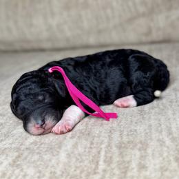Midnight - Black female Goldendoodle puppy in Lamar, Colorado from Jozlyn’s Pups