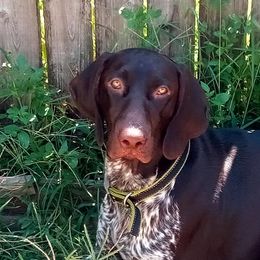 MARVEL - German Shorthaired Pointer