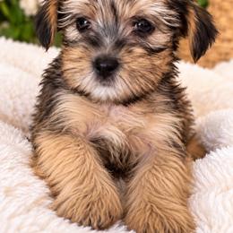 Boy 2 - Black and tan male Shorkie puppy in Florida from Shih tzus and Shorkies Galore