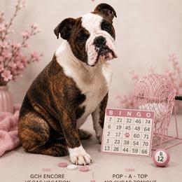 BINGO - Red brindle and white female Bulldog puppy in Kirbyville, Texas from Empire Bulldogs & French Bulldogs