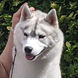 Fanta - Siberian Husky