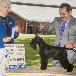Kuwanee - Miniature Schnauzer