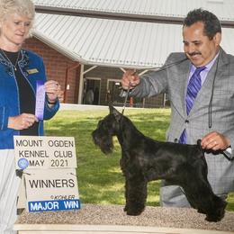 Kuwanee - Miniature Schnauzer