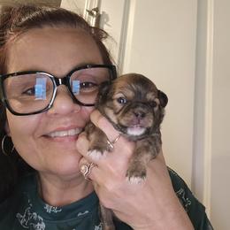 Girl 1 - Red female Chihuahua puppy in Lugoff, South Carolina from Cutie Pie Chihuahua's