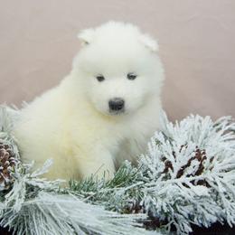 Samoyed puppies from Desert Snow Samoyeds