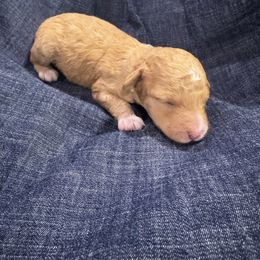 Baby Saja - Apricot male Cavapoo puppy in Goshen, Utah from Perfect Pawzabilities