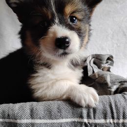 Silver collar - Black and tan female Pembroke Welsh Corgi puppy in Yelm, Washington from Tolbolton Creek Corgis