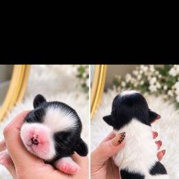 Autumn - Black and white female Shih Tzu puppy in Gilbert, Arizona from Shih Tzus of Gilbert