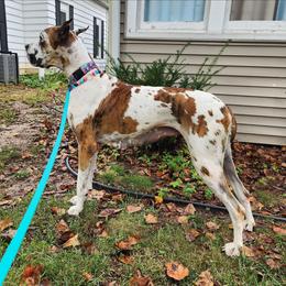 Blair - Great Dane