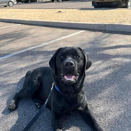 Labrador Retriever Puppies from Black Mountain Service Dogs