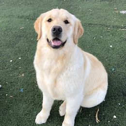 Nica - Golden Retriever