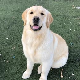 Nica - Golden Retriever