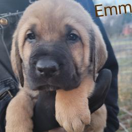 Emmett - Wolfgray male Spanish Mastiff puppy in Prosperity, Pennsylvania from Prosperity Guardians