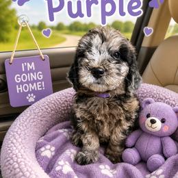 Daphne purple collar - Merle female Goldendoodle puppy in North Branch, Michigan from Graceful Miniature Goldendoodles