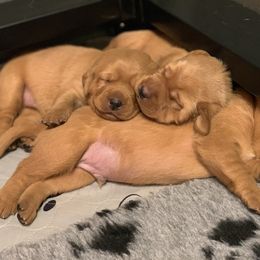 Labrador Retriever Puppies from TNT Elite Labradors