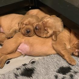 Labrador Retriever Puppies from TNT Elite Labradors