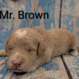 Mr Brown - Cream male Goldendoodle puppy in Lebanon, Pennsylvania from Robertson's Retrievers and Doodles