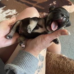French Bulldog Puppies from Orderofthebulldogs, LLC