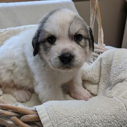 Great Pyrenees Puppies from Duck Creek Poultry Place